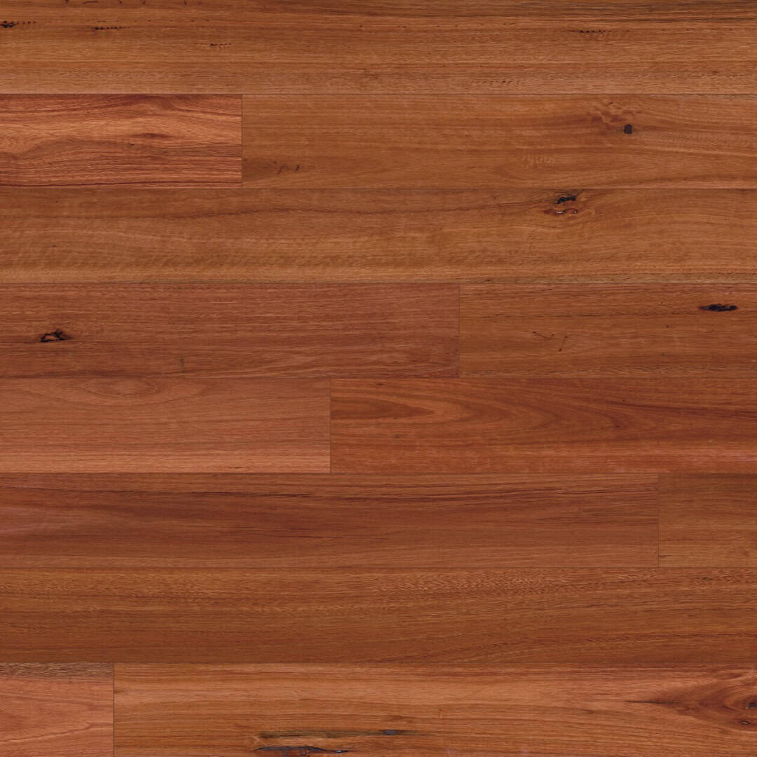 Sydney Blue Gum