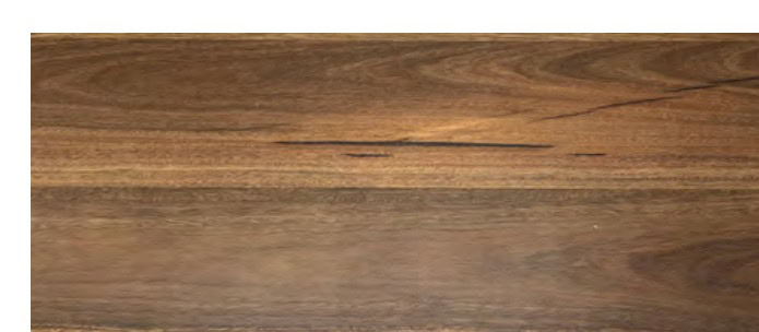 QLD Spotted Gum