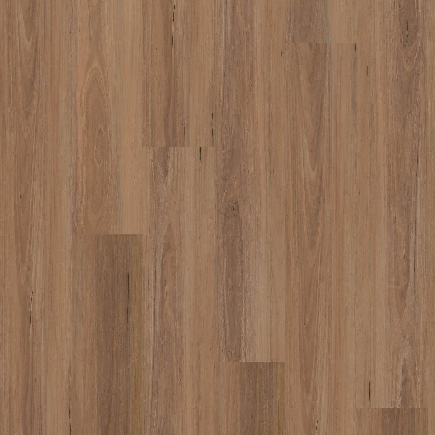 Northern Blackbutt