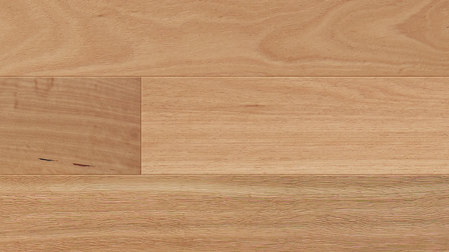 Blackbutt