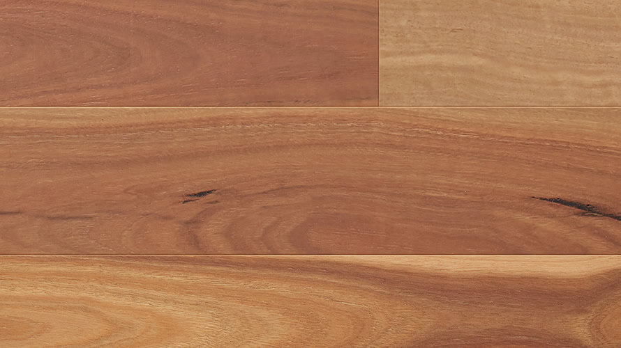 Spotted Gum