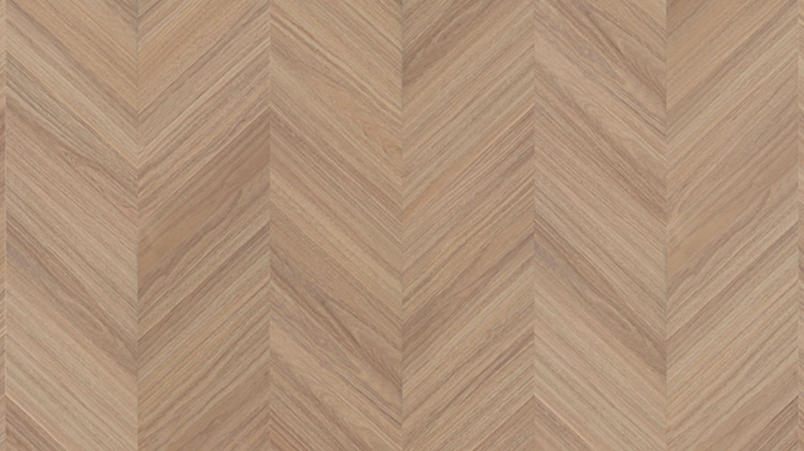 Loki Spotted Gum