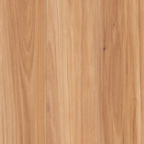 Coastal Blackbutt