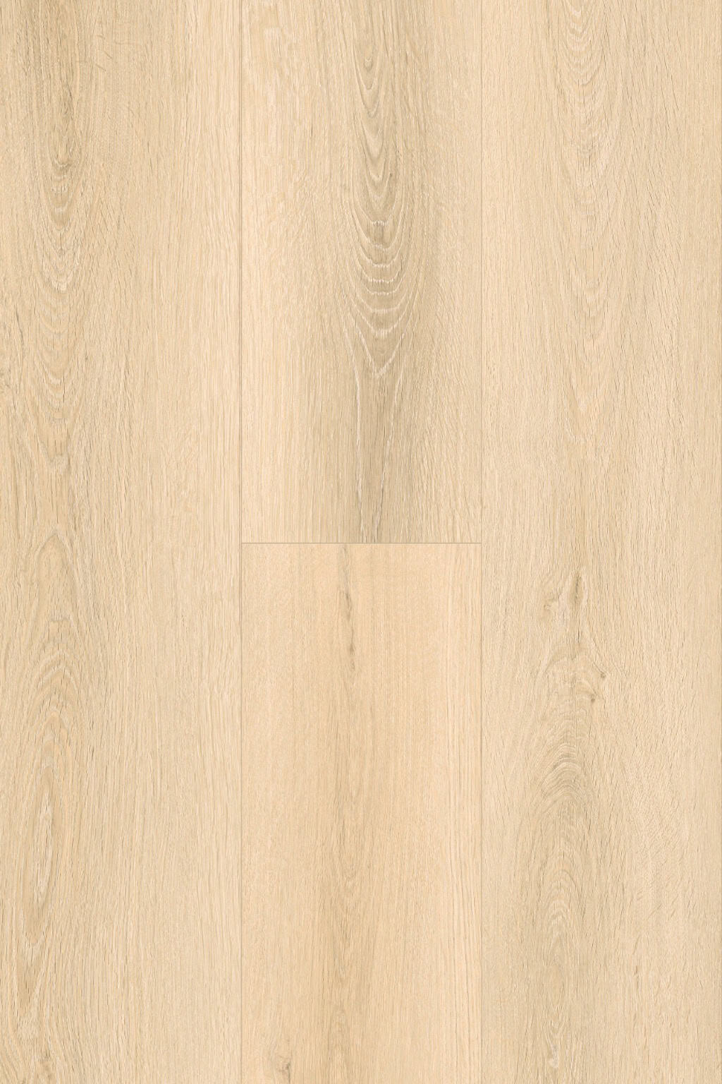 Catalina Oak
