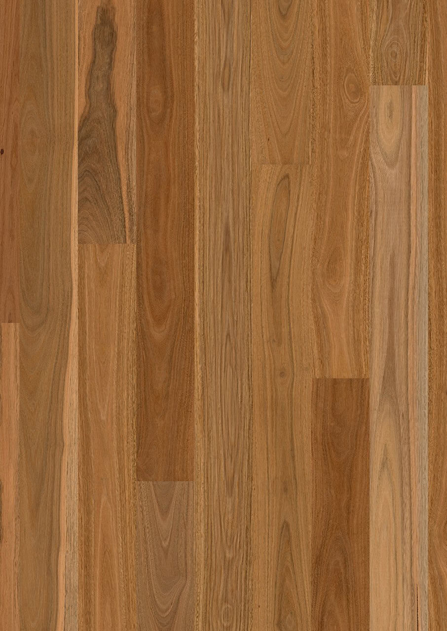 Spotted Gum 1 Strip High Sheen
