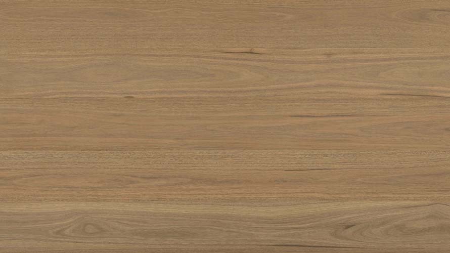 Atlantic Spotted Gum